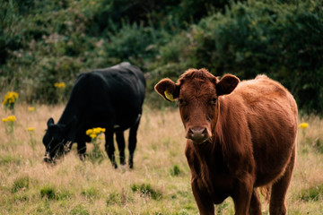 cows in the field