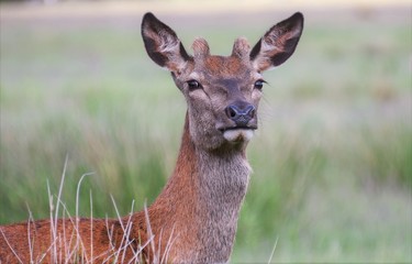 Magnificent adult deer stares into the distance, listening