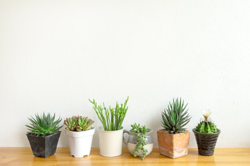 Collection of green succulent and cactus pots on wooden table top white concrete wall background