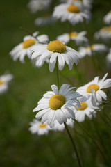 Fototapeta premium Many white garden daisies with yellow center close-up