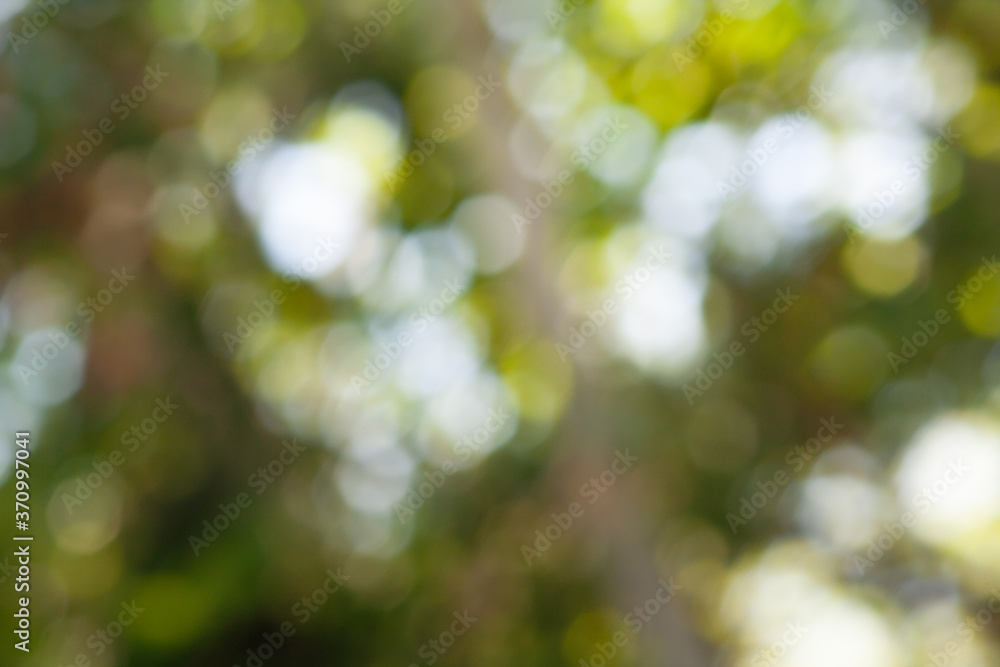 Poster green leaf bokeh pattern background for design. abstract blur green color for background,blurred and