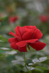Terry flower of a bright red rose in a country garden