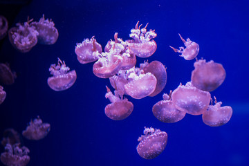 Jellyfish in an aquarium in ultra blue water.