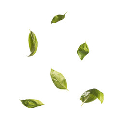 Green basil leaves falling from top to bottom isolated on white background close-up. Square shape.