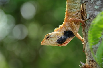 lizard on a tree branch