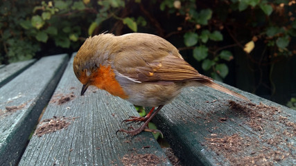 Dizzy robin after flying against a window
