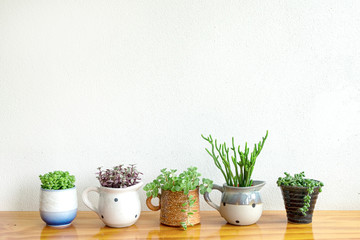 Collection of green succulent plant pots on wooden table top white concrete wall background