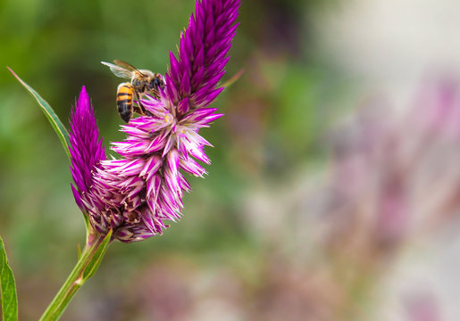 abeja en jardon de flores