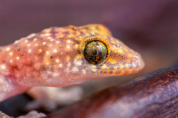 Closeup  Beautiful gecko in the garden