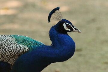 Obraz premium Peacock bird