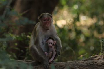 mother and baby monkeys