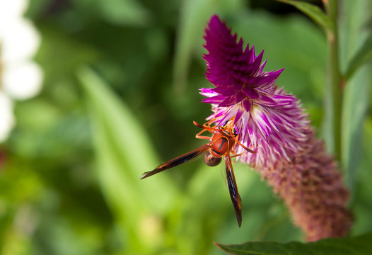 red wasp, polistes canadensis in domestic gardens, paper wasp or red wasp