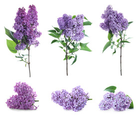 Set of fragrant lilac flowers on white background
