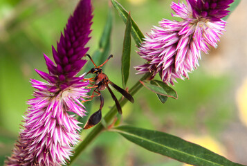 red wasp, polistes canadensis in domestic gardens, paper wasp or red wasp