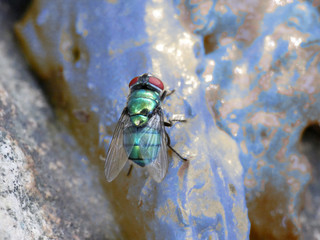 Mosca verde