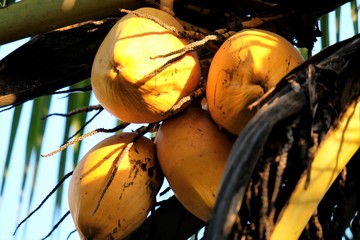 Fresh green yellowish coconut on the tree