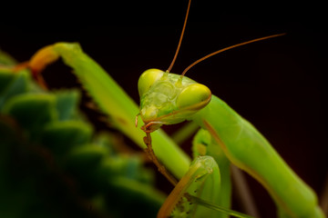 Close up of pair of Beautiful European mantis ( Mantis religiosa )