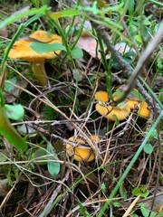 orange cap boletus