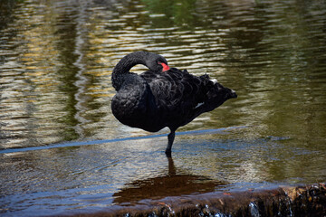 Black Swan on the Water
