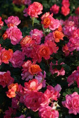 Obraz na płótnie Canvas Orange Pink Flower of Rose 'Disneyland Rose' in Full Bloom 