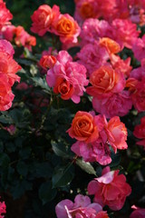 Orange Pink Flower of Rose 'Disneyland Rose' in Full Bloom
