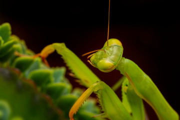 Close up of pair of Beautiful European mantis ( Mantis religiosa )