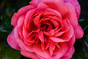 Pink Rose in Garden