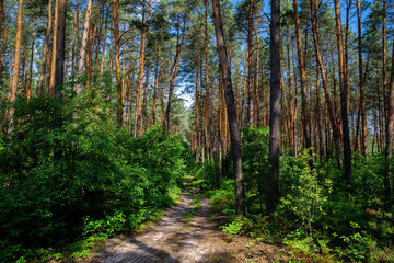 The texture of the pine forest on a summer sunny day