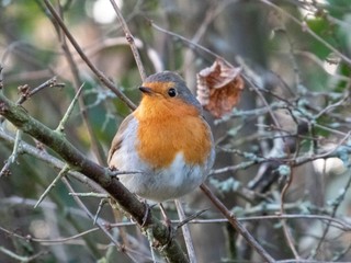 robin redbreast perching on a branch