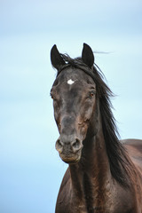 Schwarzes Pferd vor blauem Himmel © Susanne