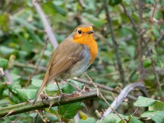 robin redbreast perching on a branch