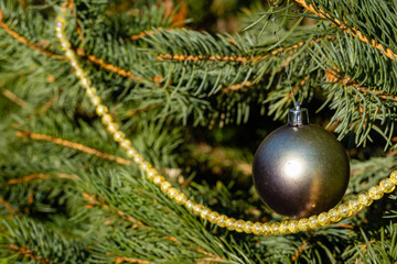 Lilac ball Christmas tree toy hangs under branch of blue Christmas tree. Winter fairy tale in landscaped garden. Clear sunny day. Blurred background Selective focus. There is place for your text.