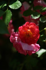 Obraz na płótnie Canvas Pink Flower of Rose 'Docteur Eckener' in Full Bloom 