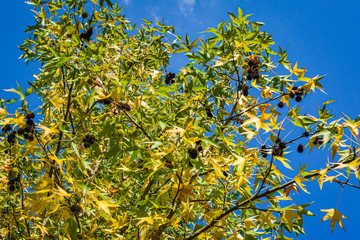 Liquidambar Styraciflu tree commonly called American sweetgum (Amber tree). Gold and green leaves and spiky black balls of seeds against blue autumn sky. Nature concept for design.