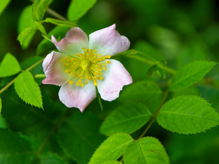 Rosa sempervirens, the evergreen rose, is a plant in the family Rosaceae, a climbing perennial