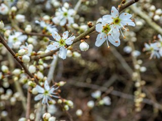 blackthorn blossom on a beautiful day in spring