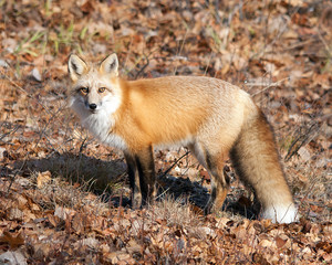 Red Fox Stock Photo.   Red Fox close-up profile view with brown leaves background and foreground. Picture. Image. Photo.