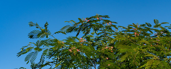 Persian silk tree (Albizia julibrissin). Pink fluffy flowers of Persian silk tree against blue sky. Japanese acacia or pink silk tree of Fabaceae family. Nature concept for design.