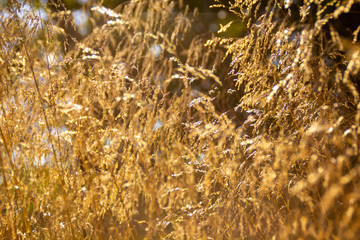 Fototapeta premium golden wheat field