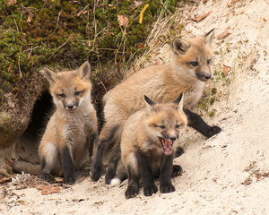 Fox Red Fox Stock Photo.  Baby foxes. Fox den entrance. Three baby Red Foxes.