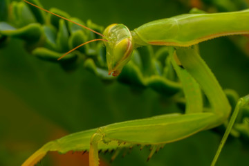 Close up of pair of Beautiful European mantis ( Mantis religiosa )