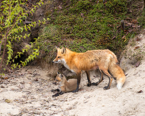 Red Fox animal Stock Photo.   Red Fox mother and kit foxes in the forest by the burrow den. Adult fox protecting baby fox. Image. Portrait. Photo. Picture