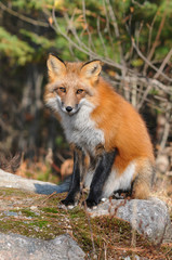 Naklejka na ściany i meble Fox Red Fox Animal Stock Photo. Red Fox animal sitting on a rock with a blur background in its habitat and environment displaying fur,head, eyes, ears, nose, paws. Picture. Portrait. Image