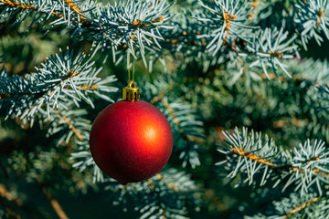 Obraz na płótnie Canvas Red ball Christmas tree toy hangs under branch of Christmas tree Picea pungens Hoopsii. Winter fairy tale in landscaped garden. Blurred background Selective focus. There is place for your text.