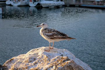 Gaivota observando o por do sol.