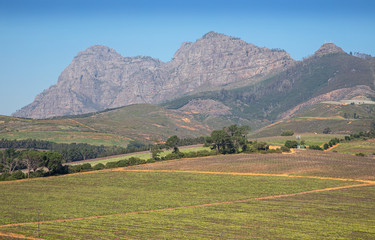 Cape Town, Western Cape / South Africa - 07/24/2020: Aerial photo of vineyards in Stellenbosch