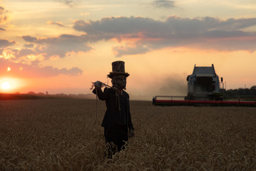 Sorcerer in hat performs black magic ritual and portrays hanged man among wheat field at sunset.