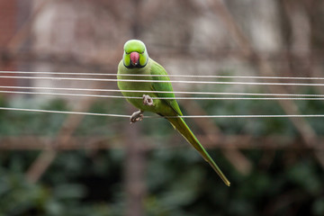 Acrobatic rose-ringed parakeet (Psittacula krameri) wire walking over washing lines 