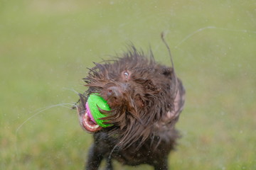 Naklejka na ściany i meble wet dog shaking with a ball in its mouth