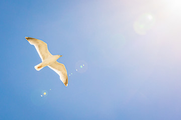 Fliegende Möve unter der Sonne